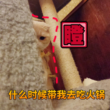 猫咪表情包：什么时候带我去吃火锅