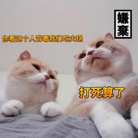 猫咪表情包：什么时候带我去吃火锅