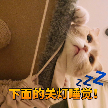 猫咪表情包：什么时候带我去吃火锅