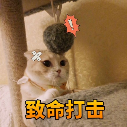 猫咪表情包:什么时候带我去吃火锅