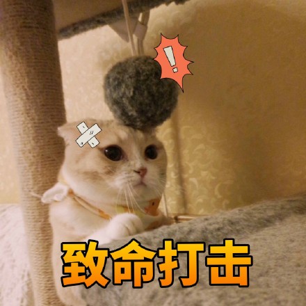 猫咪表情包：什么时候带我去吃火锅