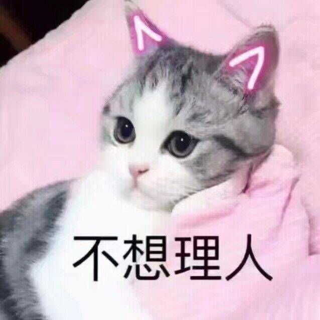 猫咪表情包：你有对象了？哪个淘宝店买的