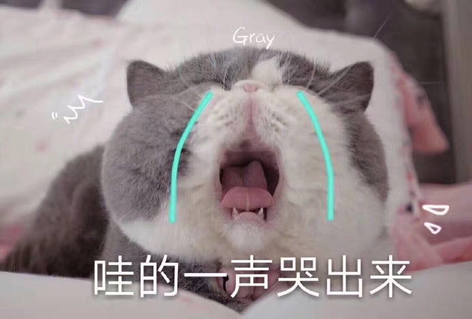 猫咪表情包：你有对象了？哪个淘宝店买的