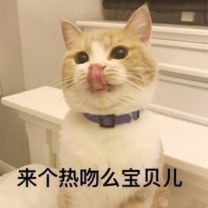 猫咪表情包：你有对象了？哪个淘宝店买的