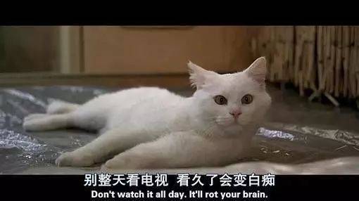 猫咪表情包：你有对象了？哪个淘宝店买的