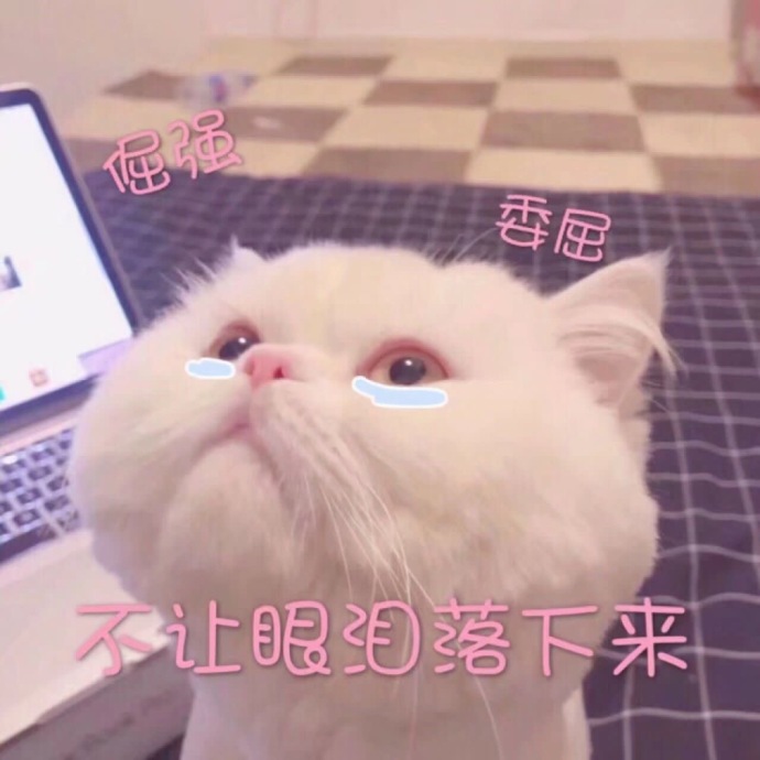 猫咪表情包：你有对象了？哪个淘宝店买的