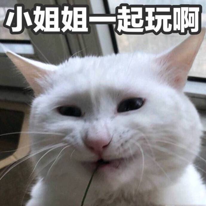 猫咪表情包：你有对象了？哪个淘宝店买的