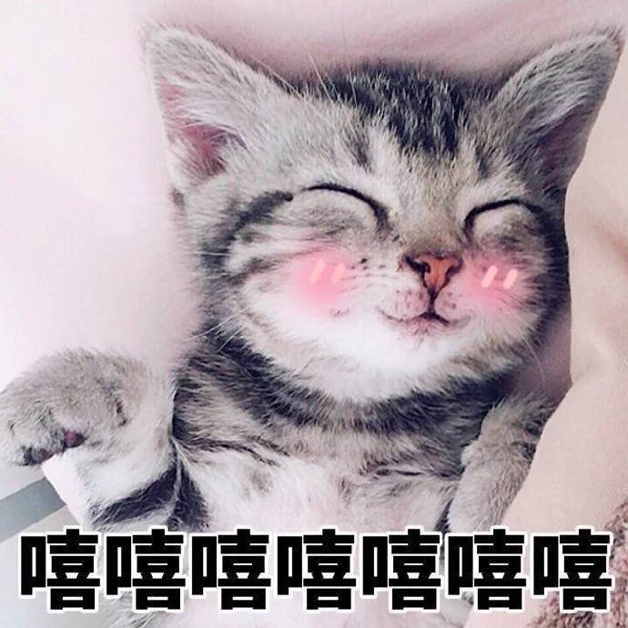 猫咪表情包：你有对象了？哪个淘宝店买的