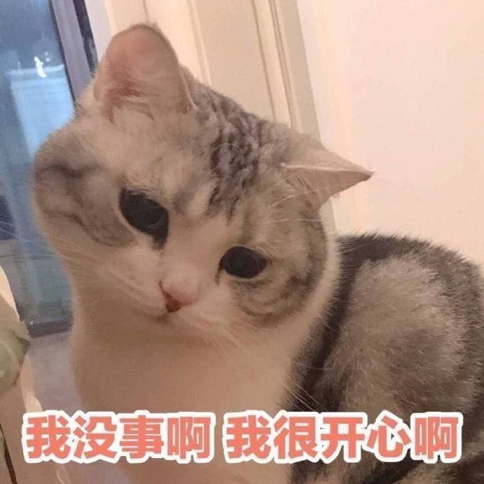 猫咪表情包：你有对象了？哪个淘宝店买的