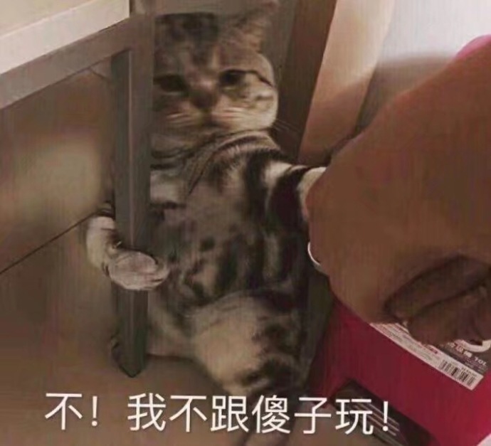 猫咪表情包：你有对象了？哪个淘宝店买的