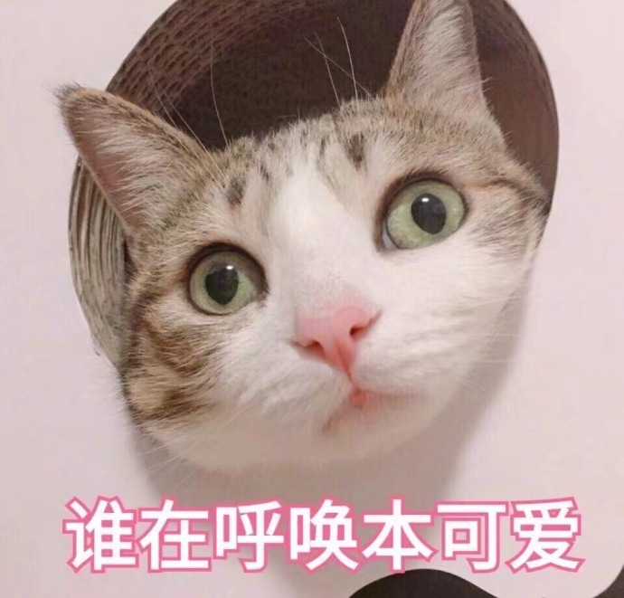 猫咪表情包：你有对象了？哪个淘宝店买的