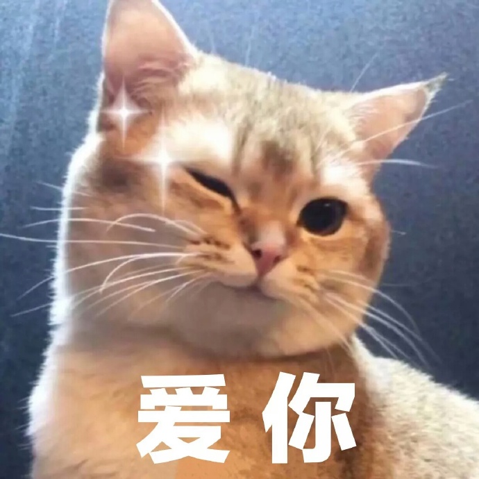 猫咪表情包：你有对象了？哪个淘宝店买的