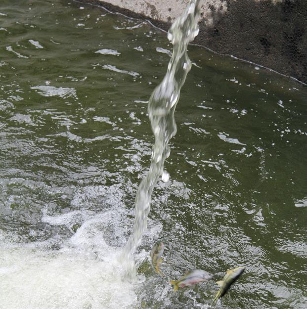 安徽的溪石斑鱼