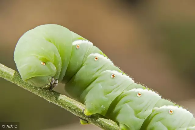 豆虫多少钱一斤2017农村黄豆叶子上的豆虫可以吃吗