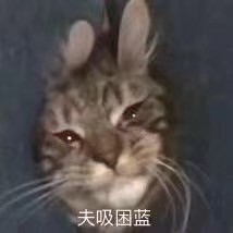 今日热门表情包：沙雕猫狗表情包