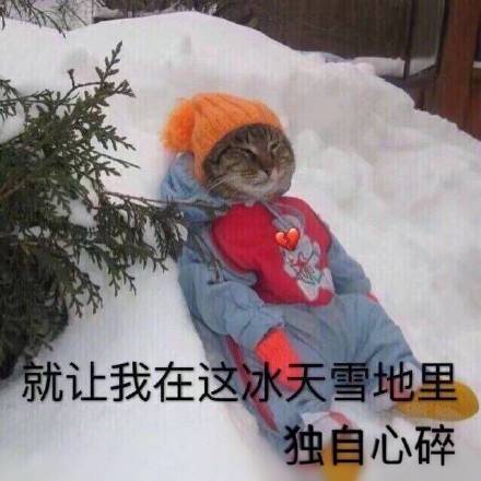 猫狗系列斗图表情包：望咩望，死靓仔