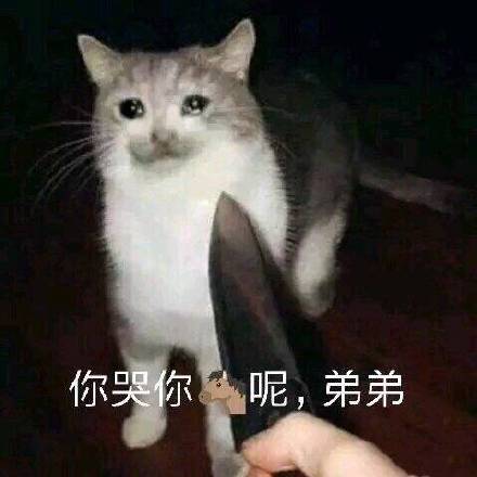 猫狗系列斗图表情包：望咩望，死靓仔