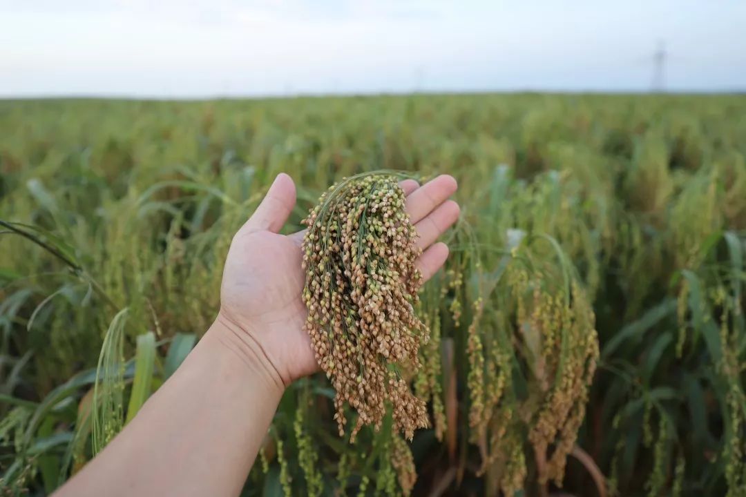 稻子谷子麦子糜子,傻傻分不清楚?