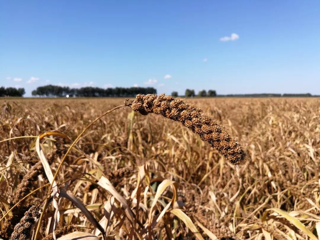 稻子谷子麦子糜子,傻傻分不清楚?