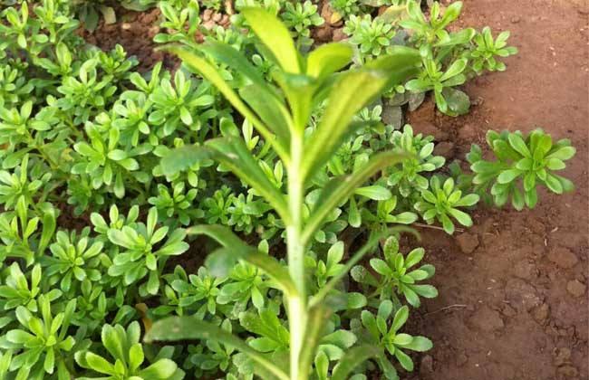 这一野菜被称为"养心草",能防心脏病!家里栽一盆可以吃20年