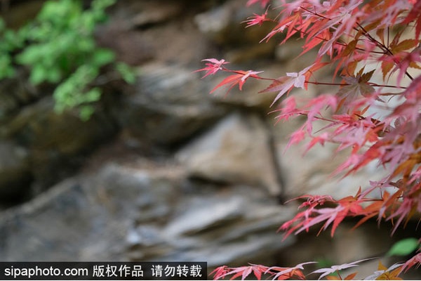 昌平景区最美红叶点缀京城秋日