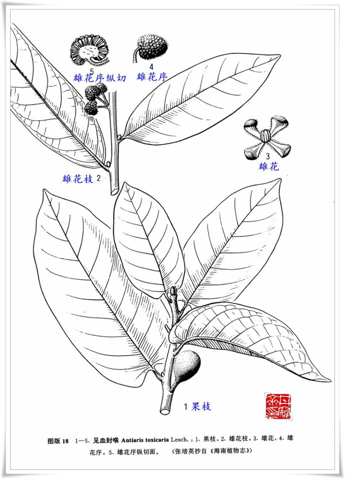 见血封喉(中药材见血封喉)