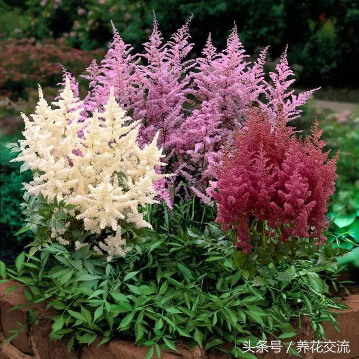 背阴的地方种什么植物（常见的耐阴类的植物推荐）
