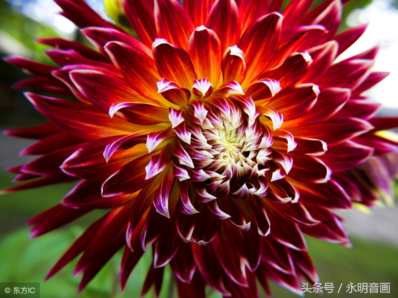 10月14日今天生日各星座,生日花柳叶紫苑的来由