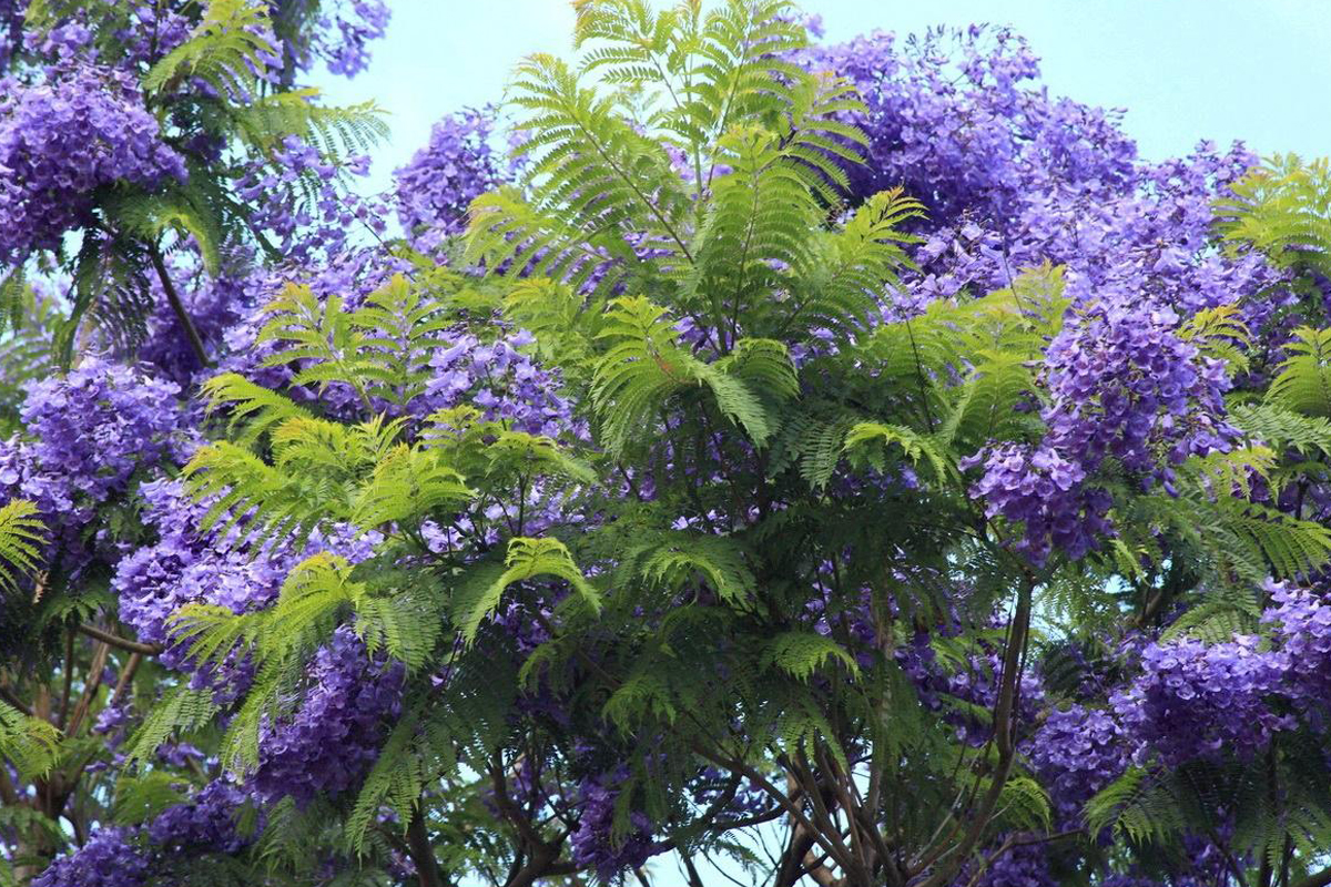 常见的豆科植物 木本植物有哪些 生活 动动脑