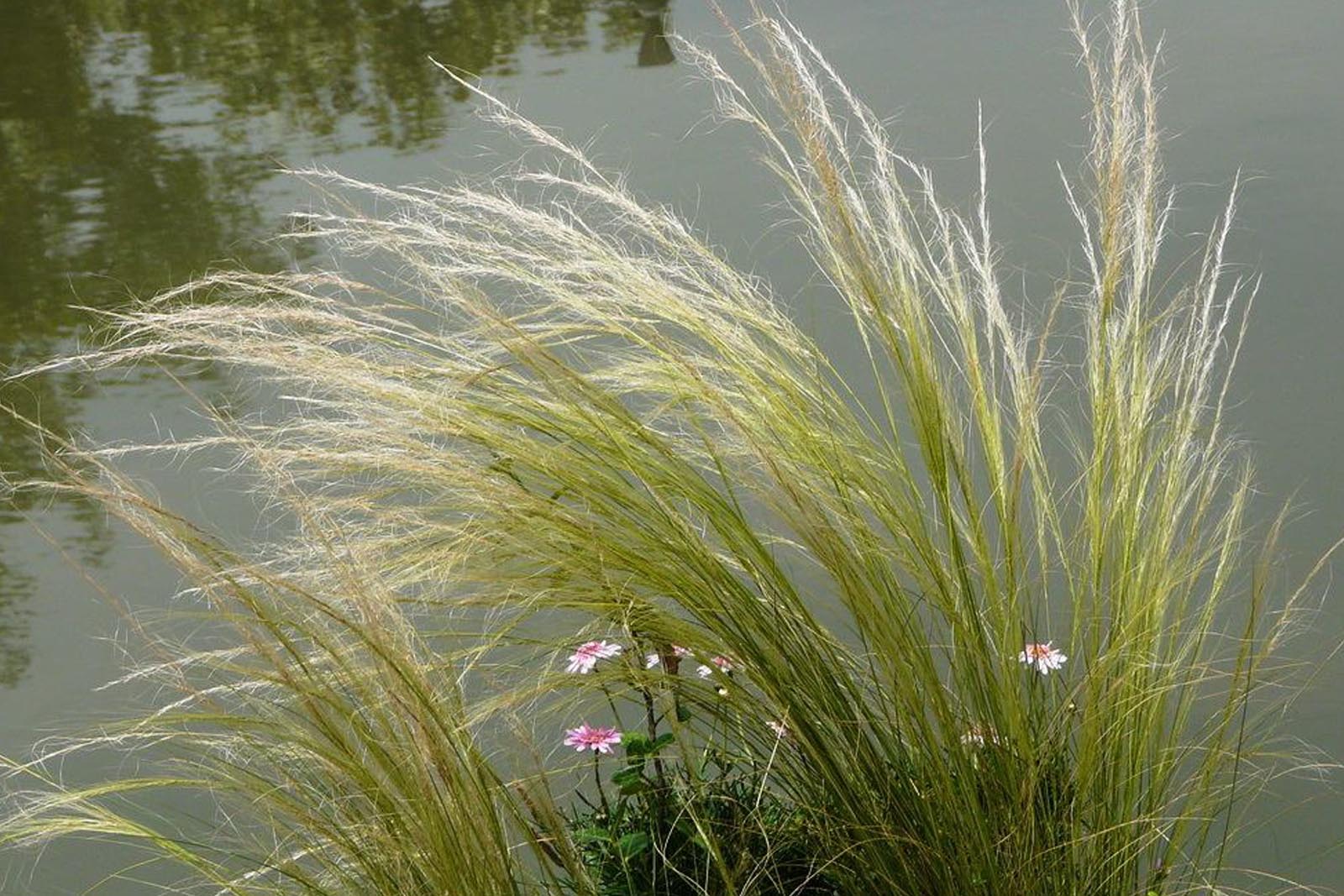 湿地植物(河边、公园湿地常见的植物，有时候真分不清楚)