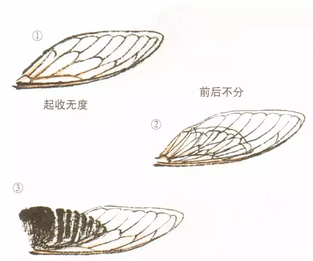 详细图解蝉的画法