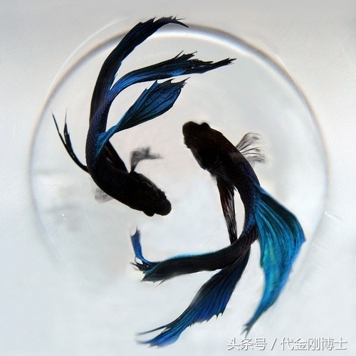 一招八段锦，每天练七次，打通任督二脉！