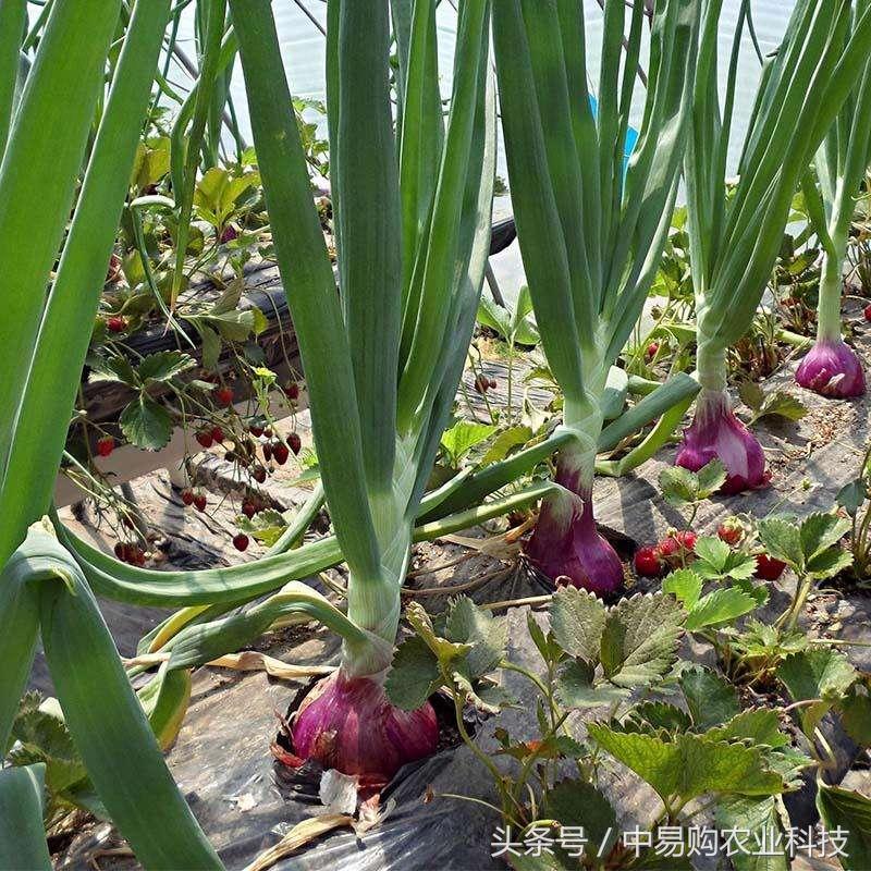 洋葱长在哪里（一文详解洋葱的生长性以及栽培技术）