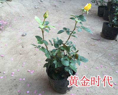 爬藤月季多少钱一盆，月季花价格（品种不同价格不等）