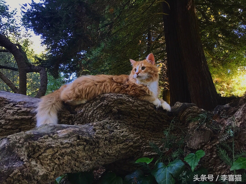 想带猫咪去长途旅行，体验诗和远方？先考虑一下喵星人适不适合吧