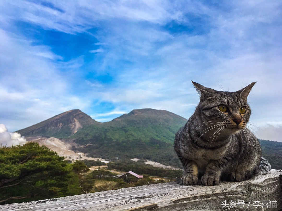 想带猫咪去长途旅行，体验诗和远方？先考虑一下喵星人适不适合吧