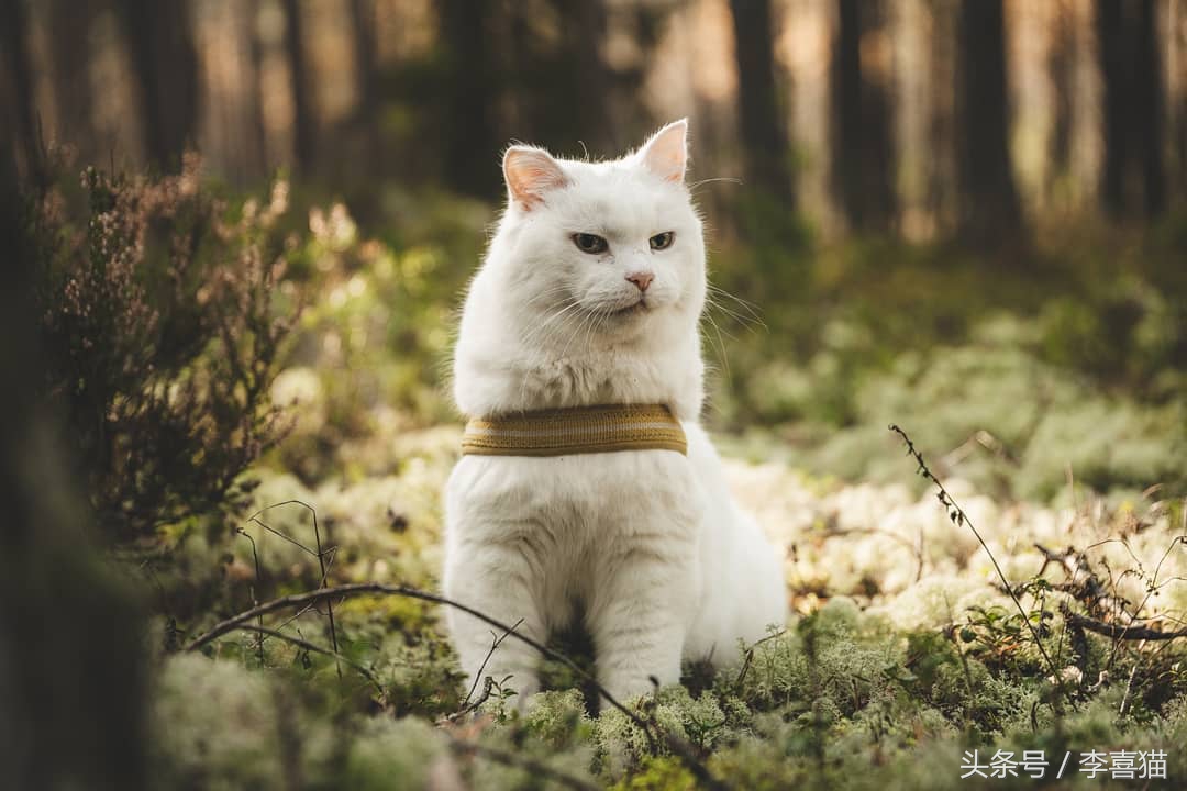 想带猫咪去长途旅行，体验诗和远方？先考虑一下喵星人适不适合吧