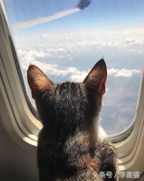 想带猫咪去长途旅行，体验诗和远方？先考虑一下喵星人适不适合吧