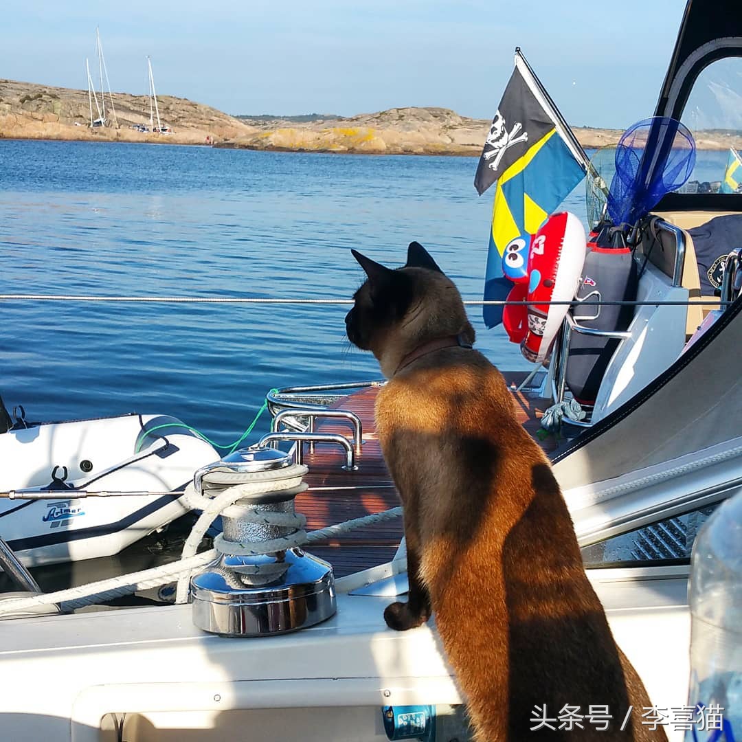 想带猫咪去长途旅行，体验诗和远方？先考虑一下喵星人适不适合吧