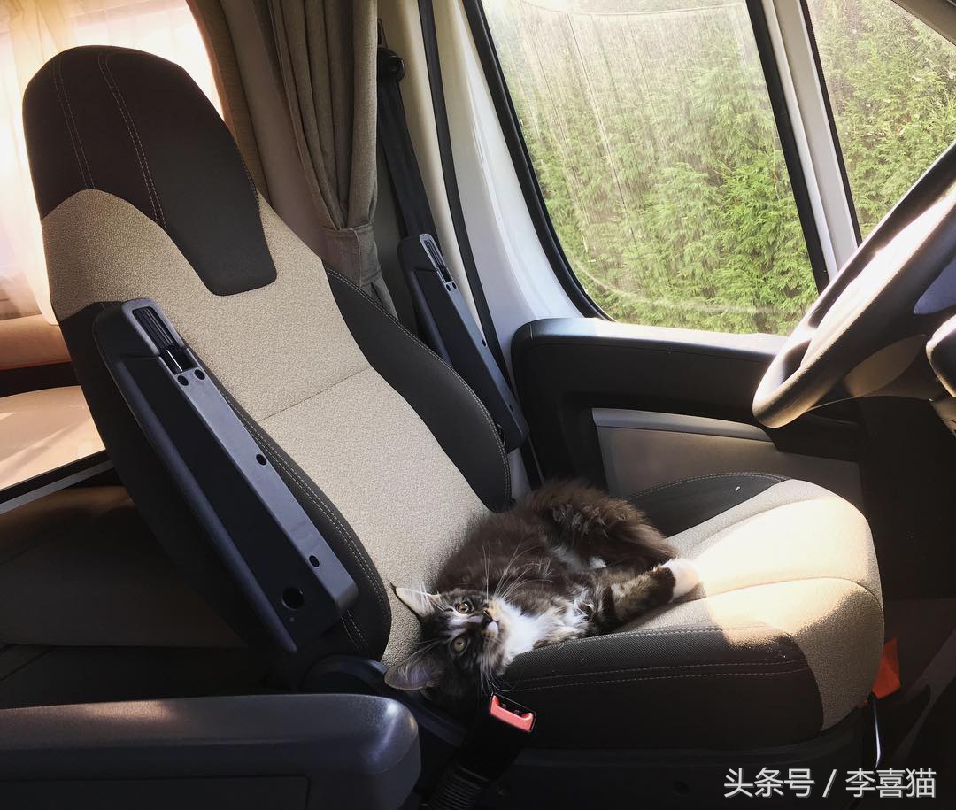 想带猫咪去长途旅行，体验诗和远方？先考虑一下喵星人适不适合吧