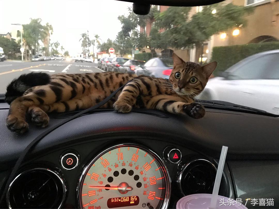 想带猫咪去长途旅行，体验诗和远方？先考虑一下喵星人适不适合吧