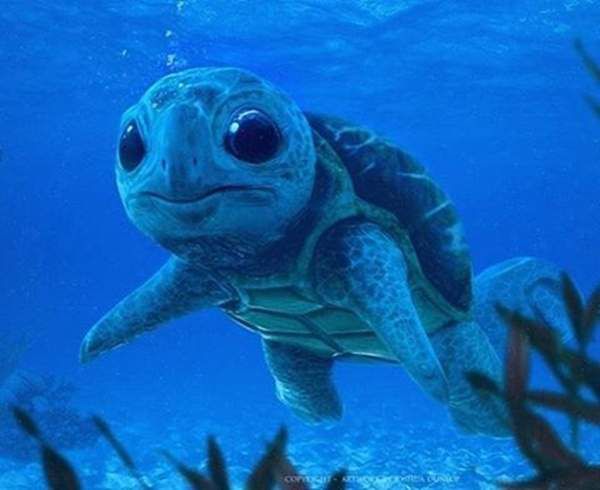 只不过有一点相当不一样的地方就是,写实版的杰尼龟眼睛非常得大,而且