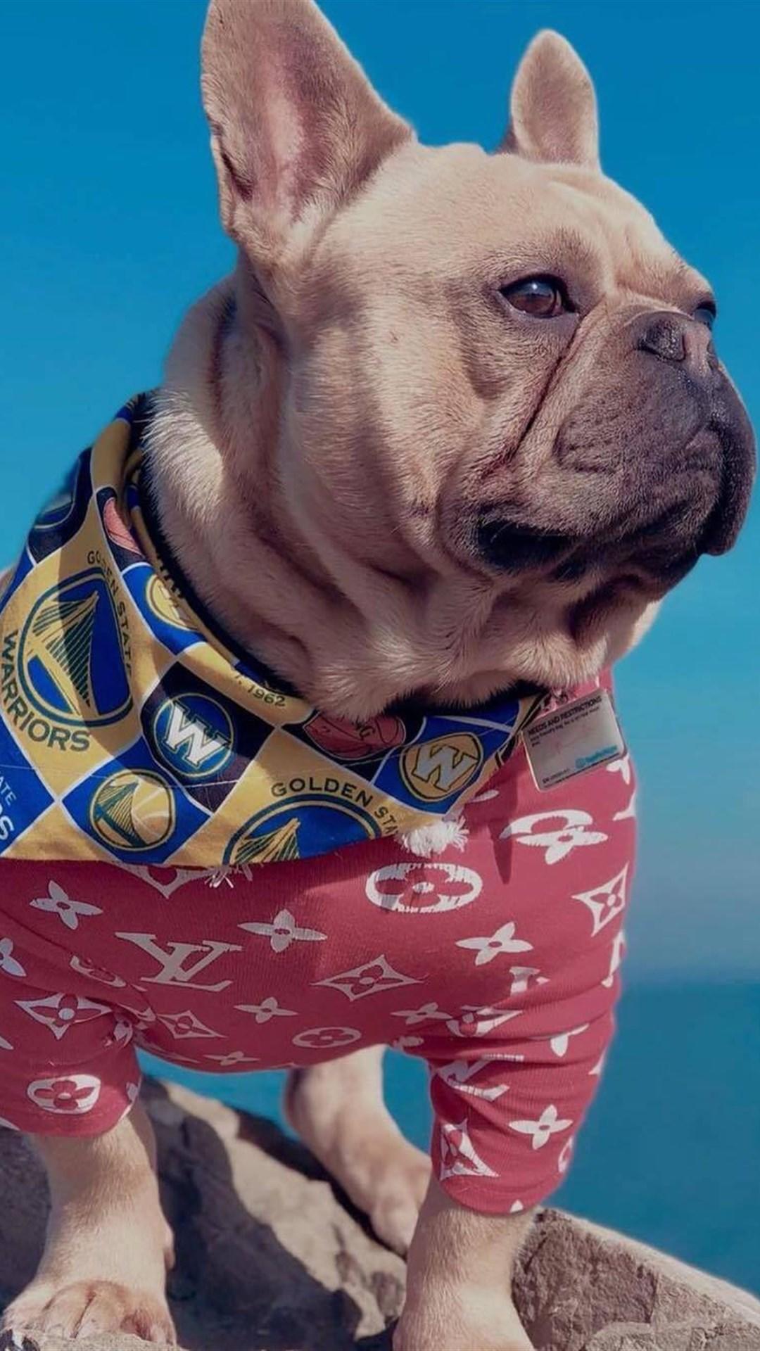 宠物壁纸:潮流狗狗 对于潮流 狗狗也不能落下