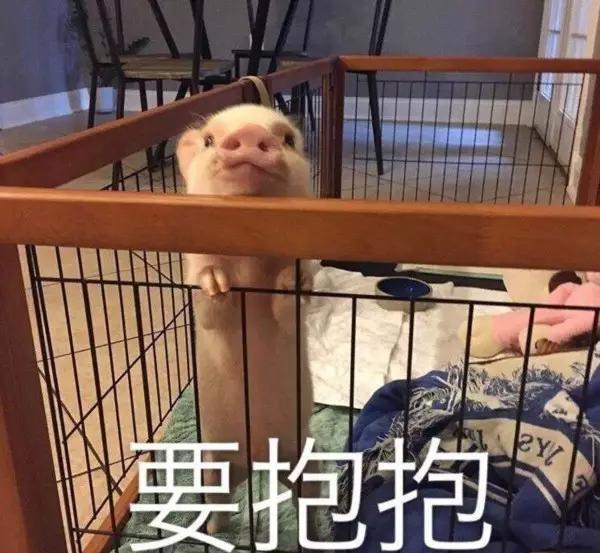 猪喊到表情包