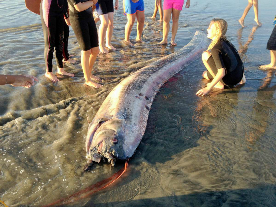 其實這種魚類也被稱之為地震魚,也就是說它們生活在海洋之中,如果感知