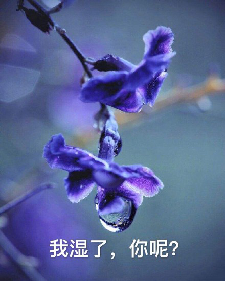 年度最实用沙雕表情包：我枯了，你呢