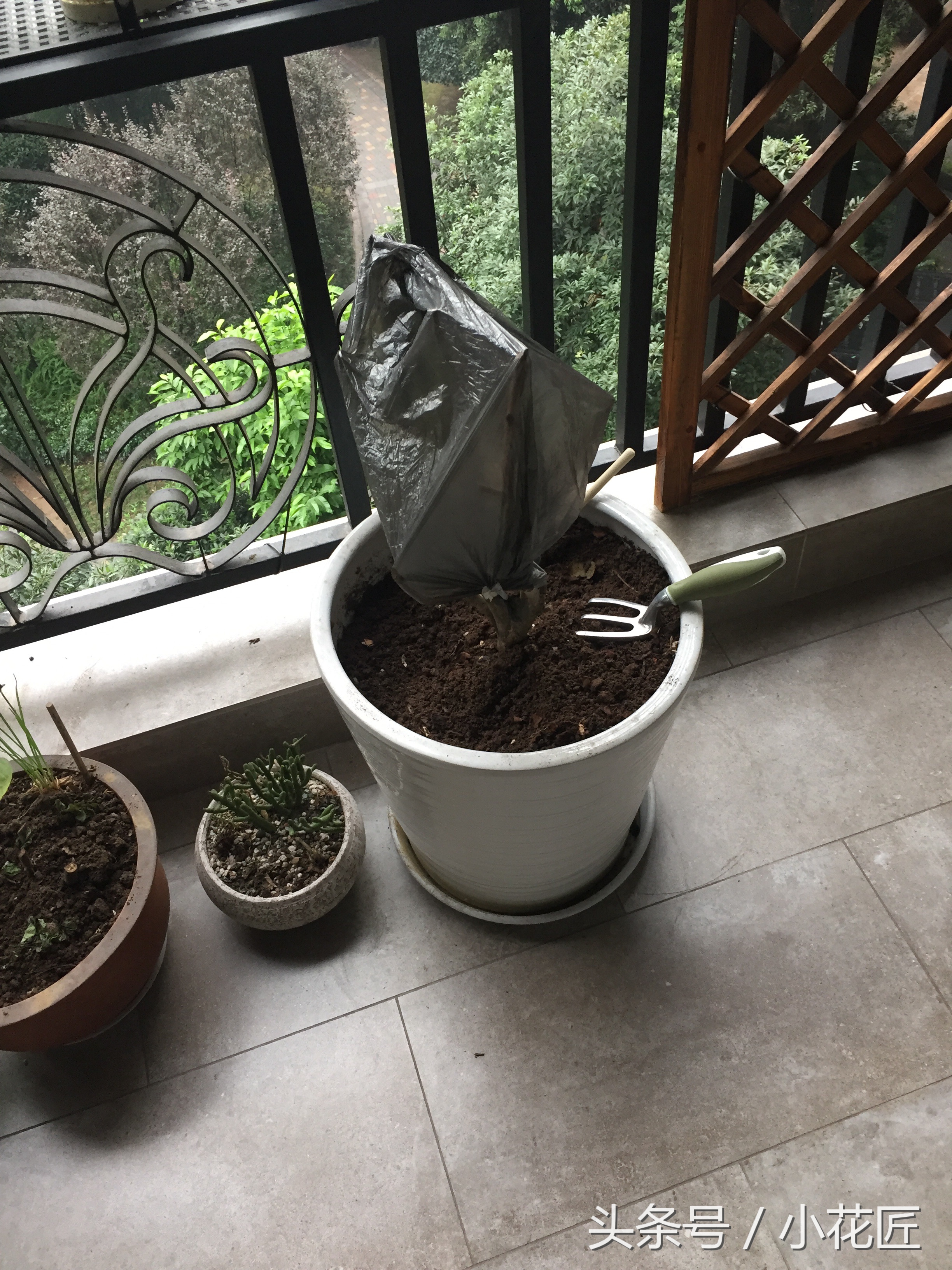 茶花掉叶子是什么原因？茶花落叶问题解析