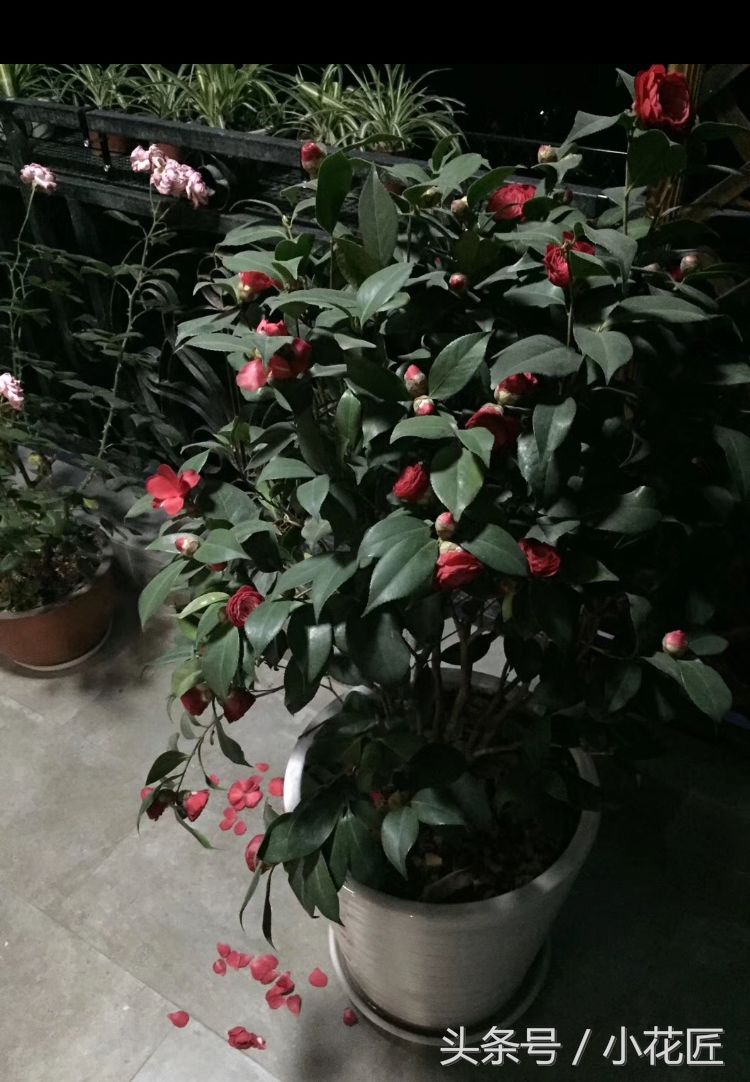 茶花落叶，这样挽救，1个月后，又会枝繁叶茂