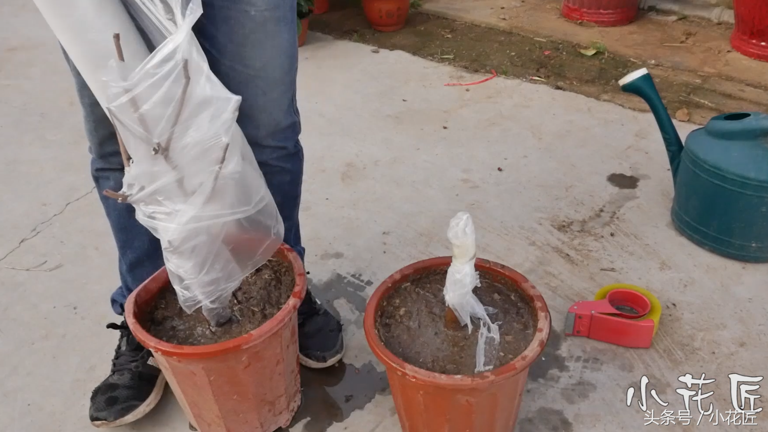 茶花落叶，这样挽救，1个月后，又会枝繁叶茂