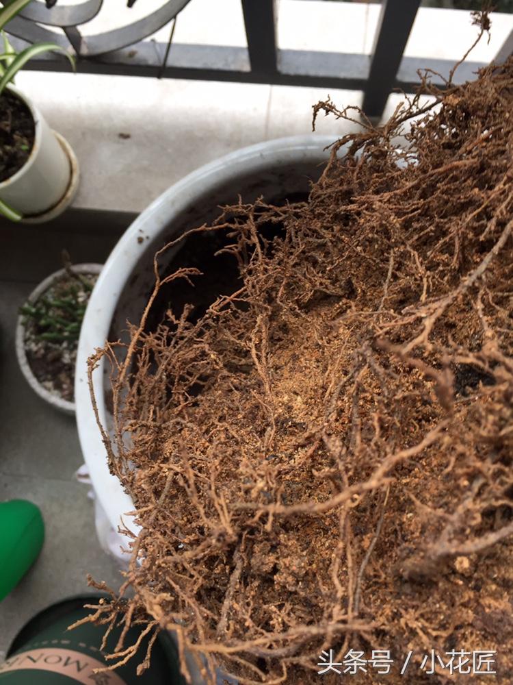 茶花落叶，这样挽救，1个月后，又会枝繁叶茂